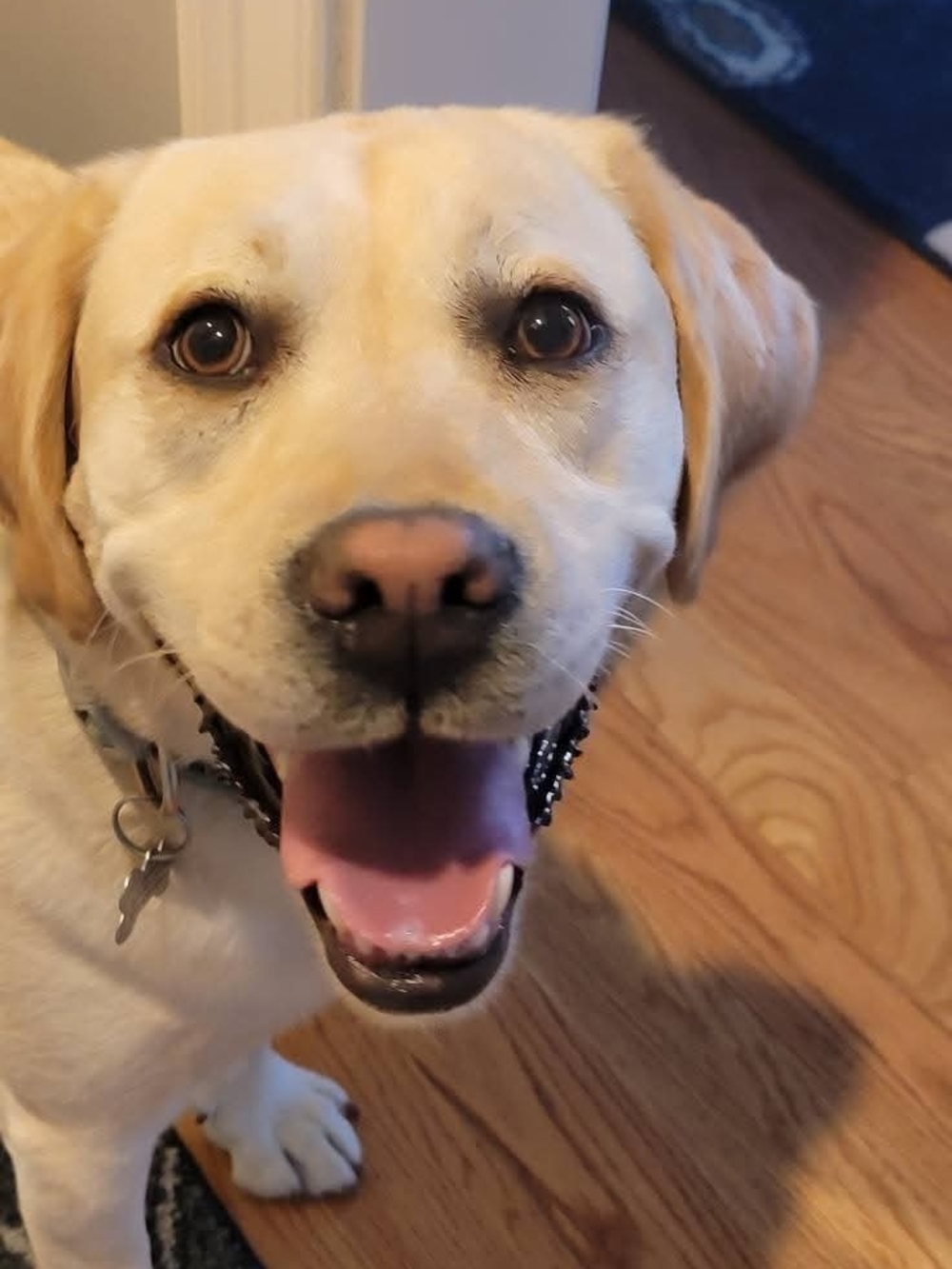 Classic Cream Dog Collar with Metal ID Tag Not For Sale